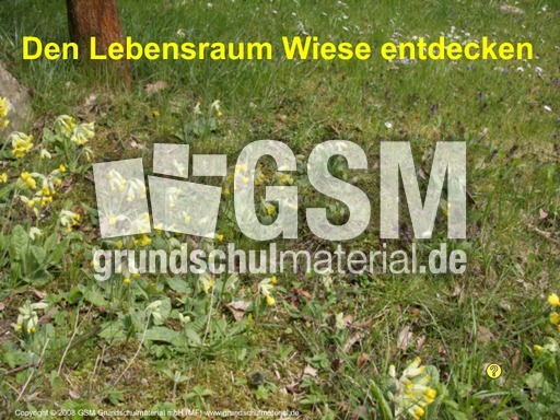 Lebensraum-Wiese-entdecken.pdf